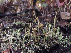 Cladonia concinna