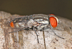 Miltogramminae