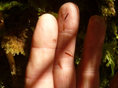Sciadocladus menziesii