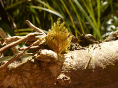 Sciadocladus menziesii