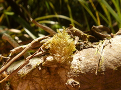 Sciadocladus menziesii