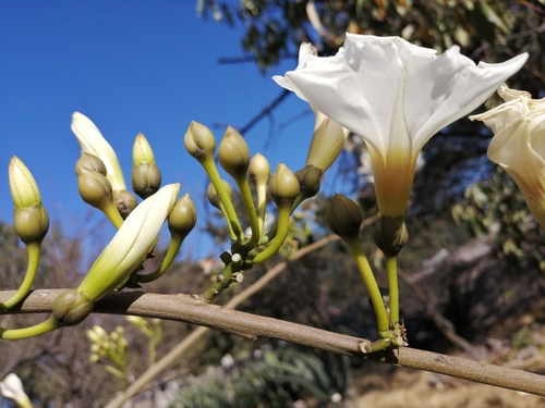 Ipomoea pauciflora