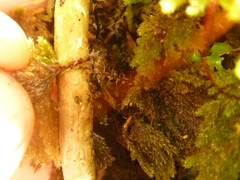 Sciadocladus menziesii
