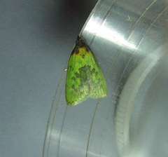 Doloessa viridis
