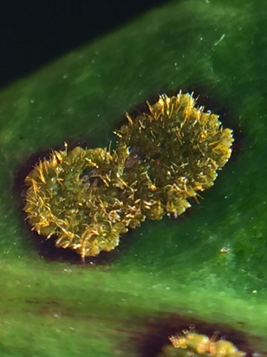 Cephaleuros virescens