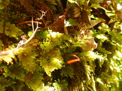 Sciadocladus menziesii