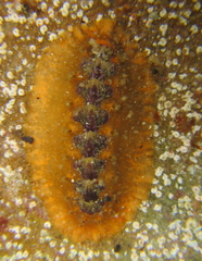Notoplax