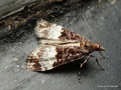 Scoparia minusculalis