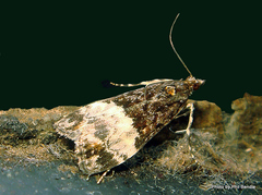 Scoparia minusculalis