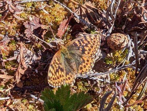 Freija Fritillary photo 4