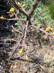 Pereskiopsis kellermanii