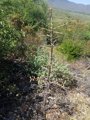 Pereskiopsis kellermanii