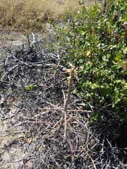 Pereskiopsis kellermanii