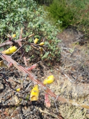 Pereskiopsis kellermanii