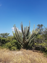 Pereskiopsis kellermanii