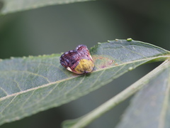 Ricanula pulverosa
