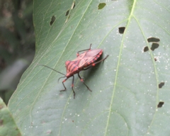Thasopsis formidabilis