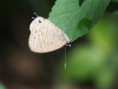 Jamides bochus formosanus