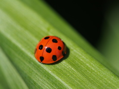 Harmonia dimidiata