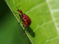 Paratrachelophorus nodicornis