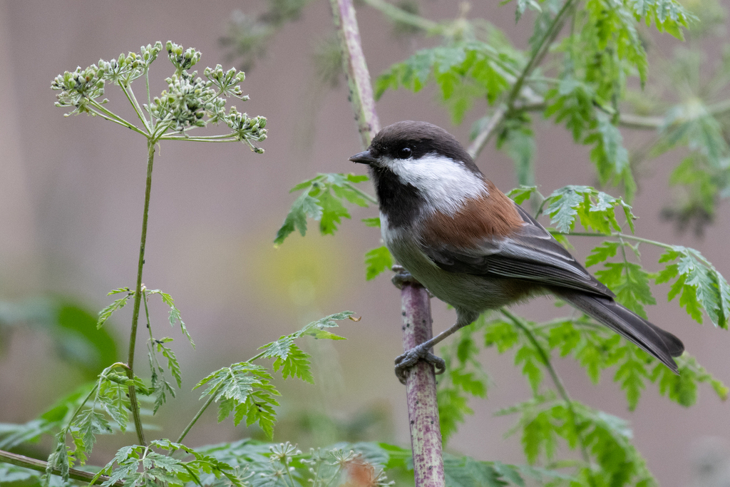 Barlow's Chickadee
