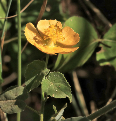 Image of Abutilon grandiflorum by (c) Wynand Uys, some rights reserved (CC BY)