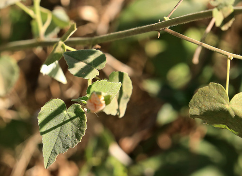 Image of Abutilon grandiflorum by (c) Wynand Uys, some rights reserved (CC BY)