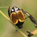 Bumspot Chafer - Photo (c) Wynand Uys, some rights reserved (CC BY), uploaded by Wynand Uys