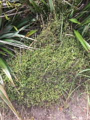 Muehlenbeckia complexa complexa