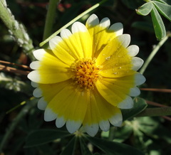 Layia platyglossa