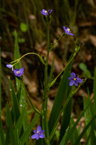 Aristea ecklonii image