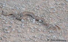 Crotalus oreganus concolor
