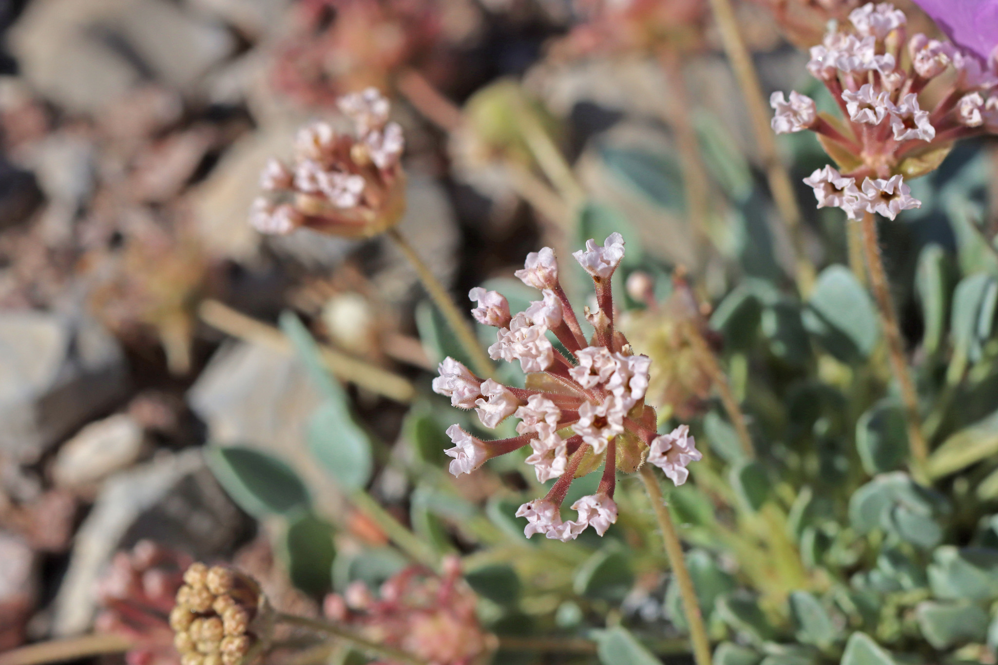 Abronia nana var. nana