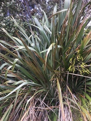 Phormium