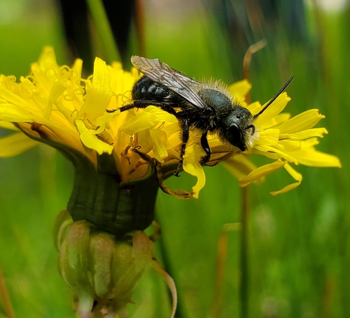 iNaturalist observation photo of Mason Bees