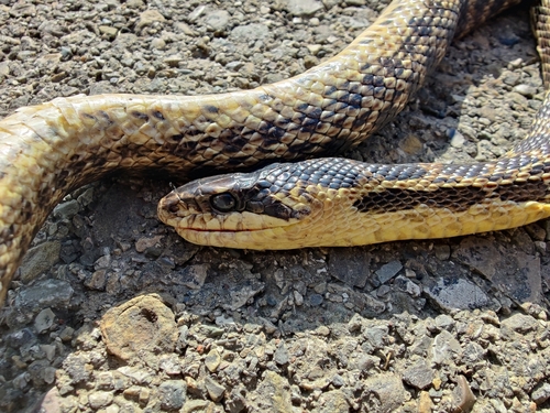 Photo of a Urartian Rat Snake (Elaphe urartica)