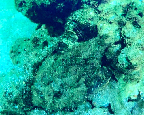 Choridactylus multibarbus observed 2023-06-11