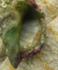 Maoricrypta sodalis
