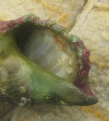 Maoricrypta sodalis