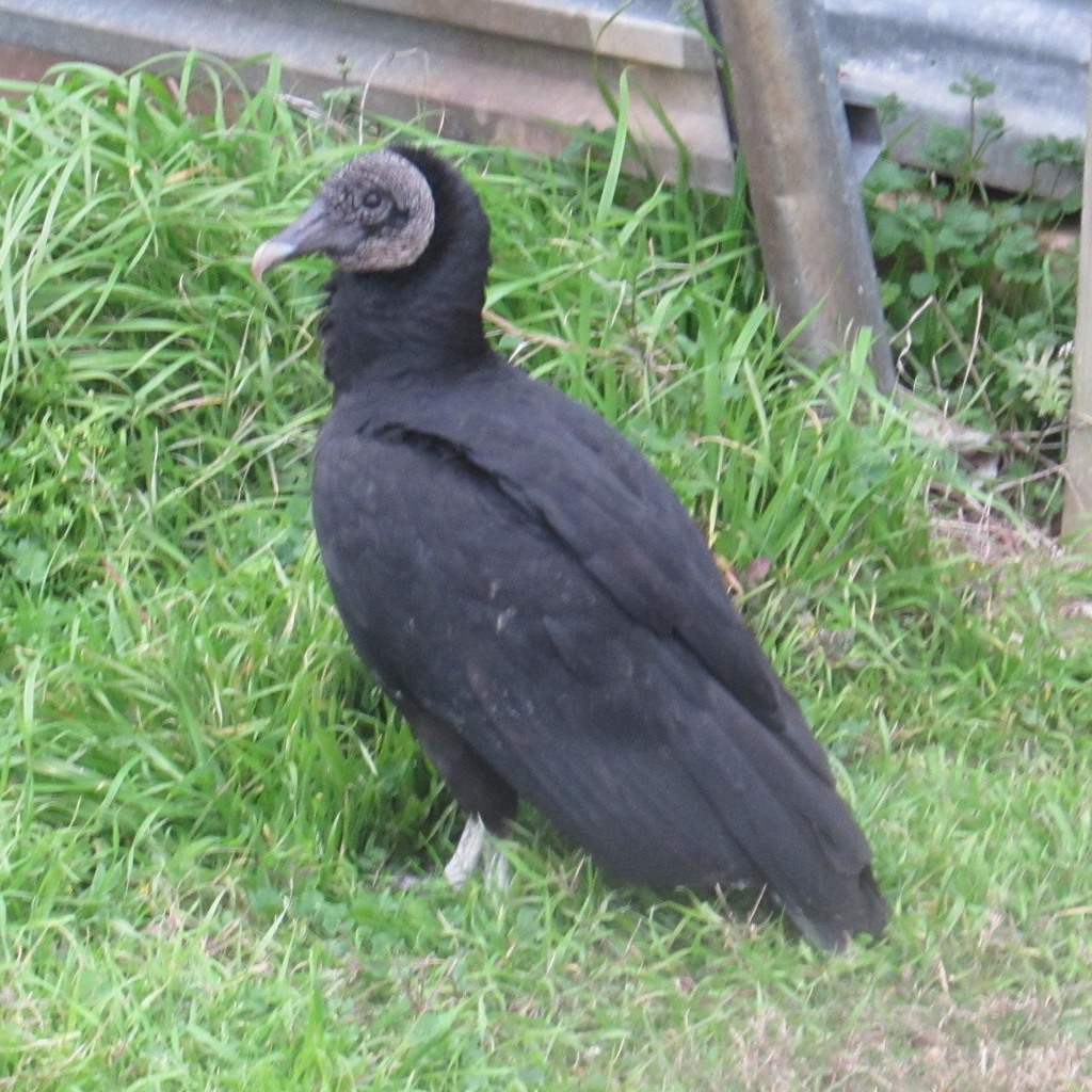 Black Vulture from Winedale Meadows Educational Center on January 16 ...