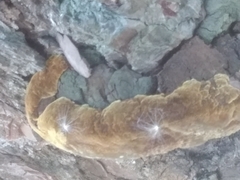 Phellinus pomaceoides