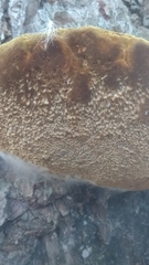 Phellinus pomaceoides