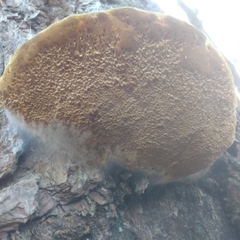 Phellinus pomaceoides