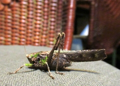 Eppia truncatipennis