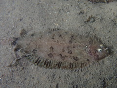 Whiskered Sole photo 2