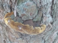 Phellinus pomaceoides