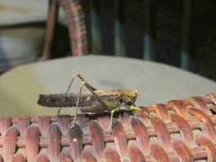 Eppia truncatipennis