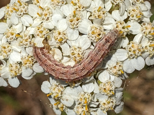 iNaturalist observation photo of Heliothinae