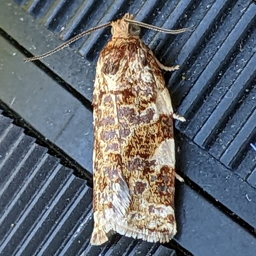 iNaturalist observation photo of Tortricid Leafroller Moths