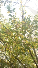 Acer caudatifolium